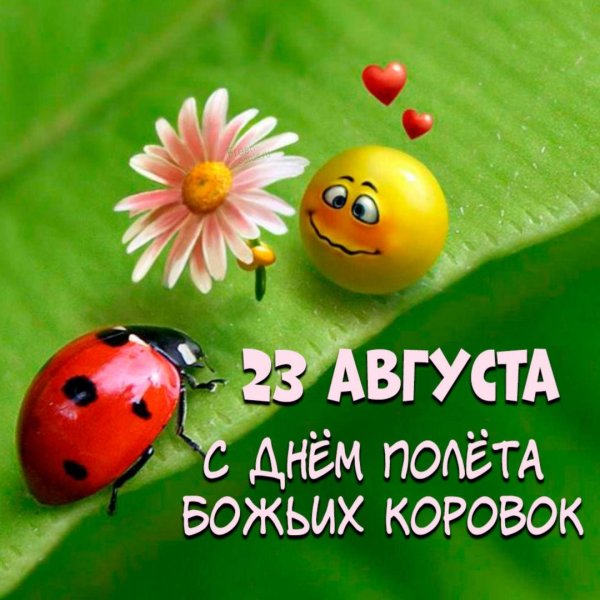 день божьей коровки 13 июня