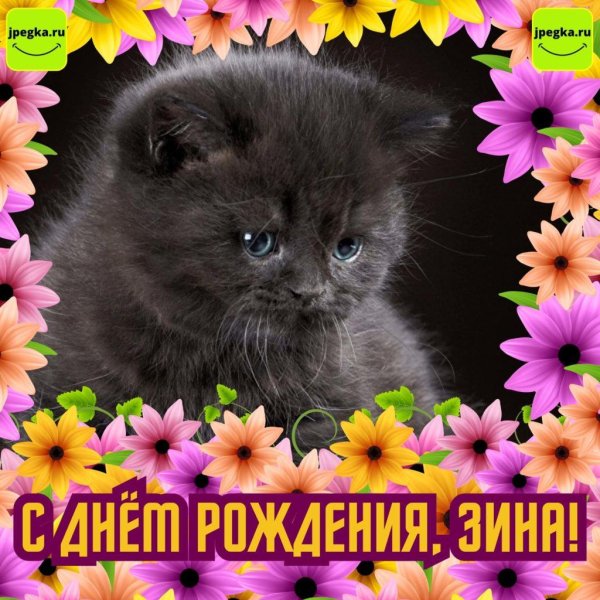 приветик кошечка