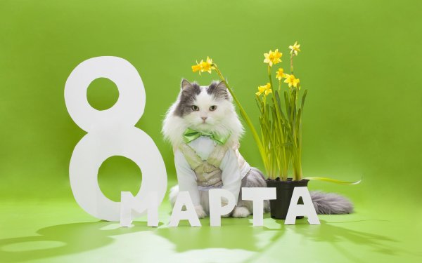 к 8 марта