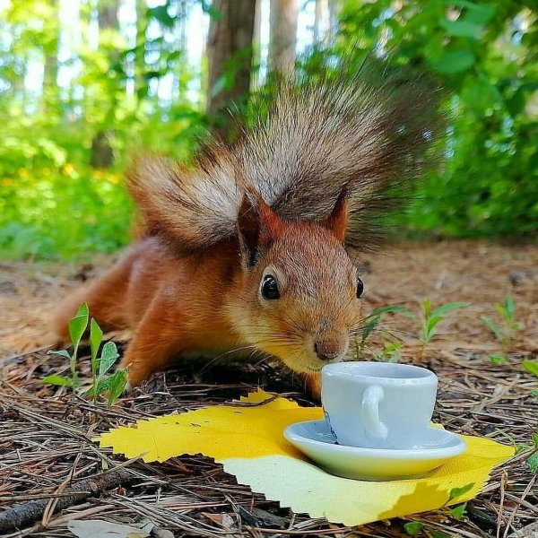 доброе утро с белками