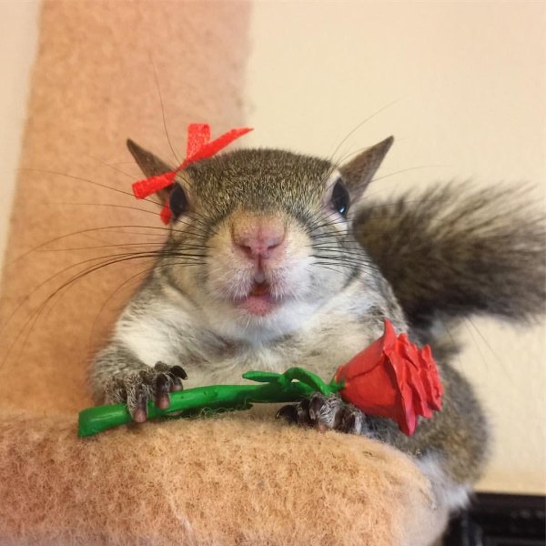 забавная белка