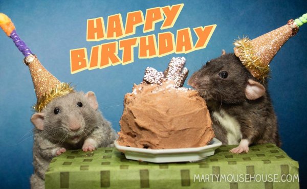 домашняя крыса