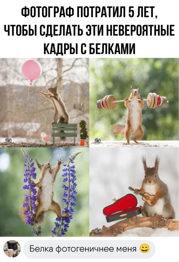 накаченная белка