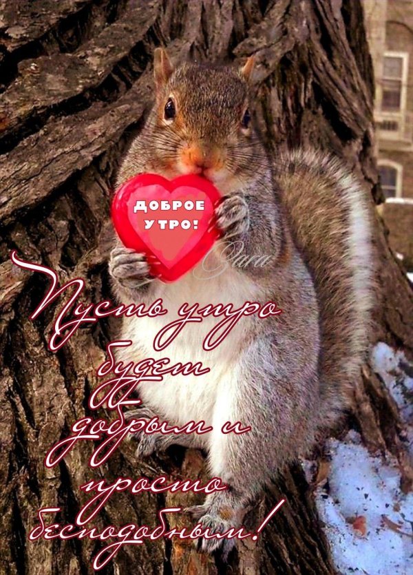 доброе утро милые животные