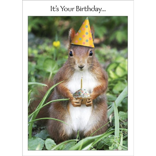 happy birthday squirrel