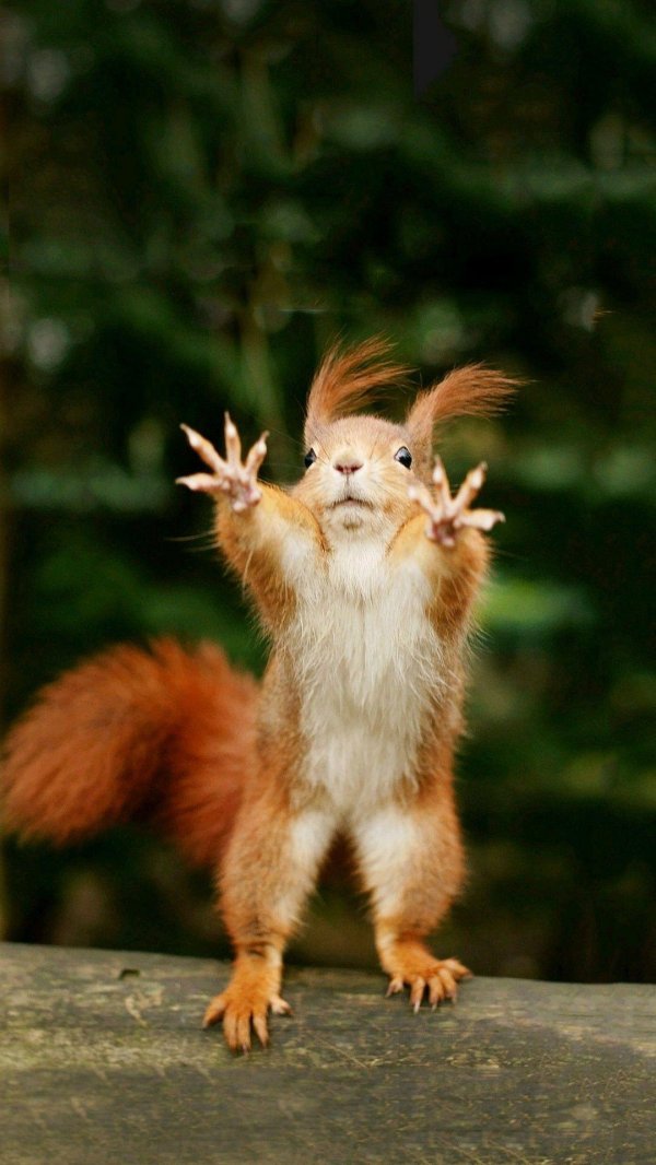 смешные фотографии животных