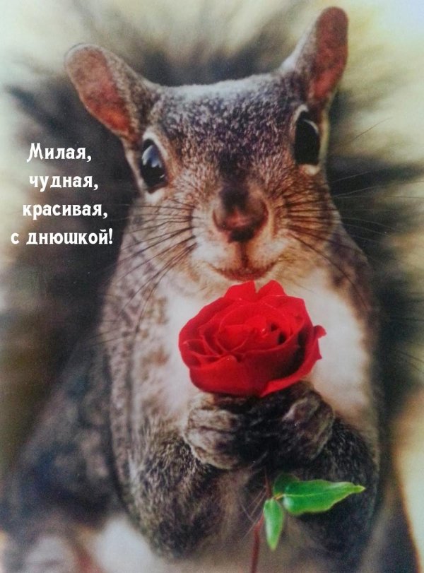 смешные белки