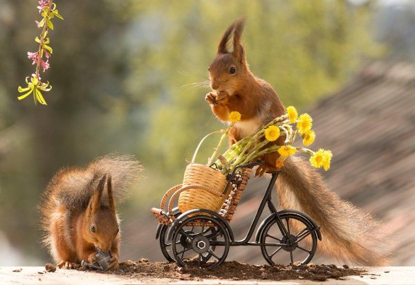 животные природа