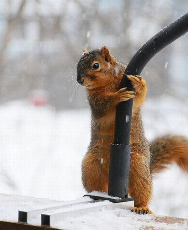 белка бешеная