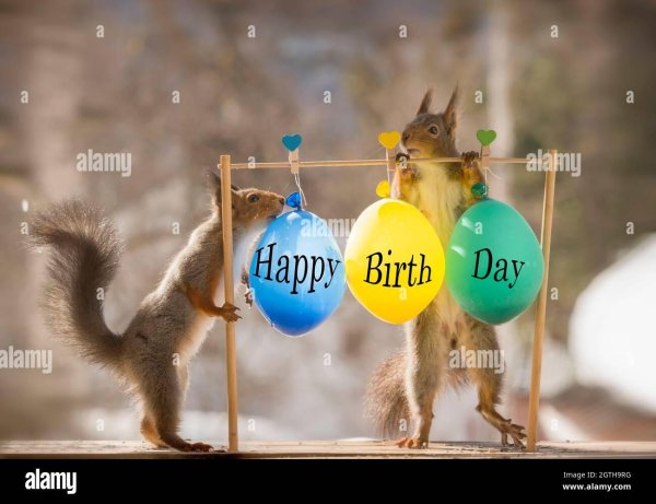 happy birthday squirrel
