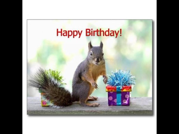 happy birthday squirrel