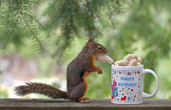 happy birthday squirrel