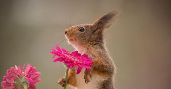 герт вегген