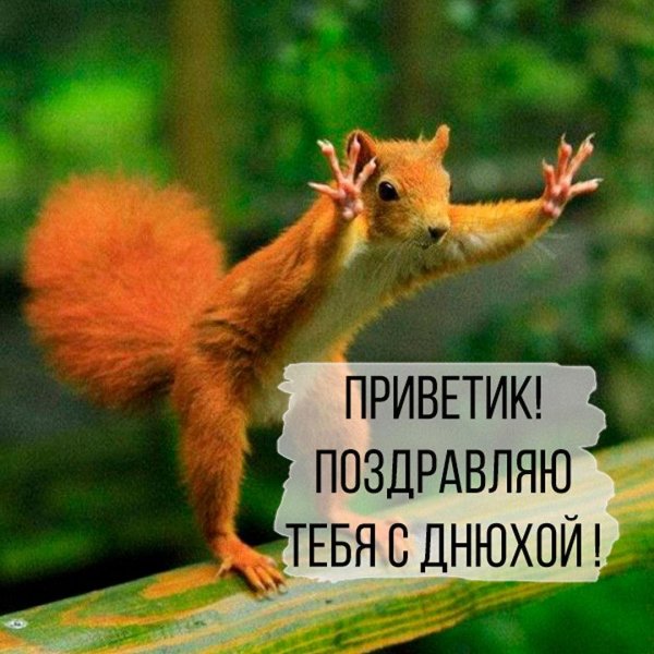 смешные белки