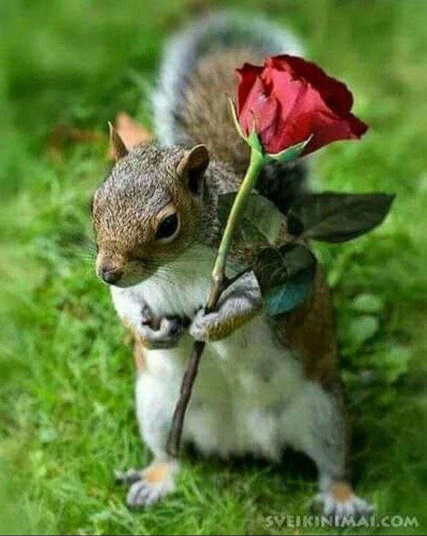 смешные белки