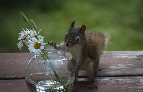 забавные животные