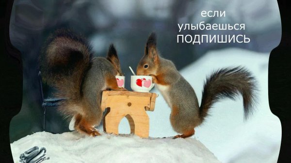 белка зимой