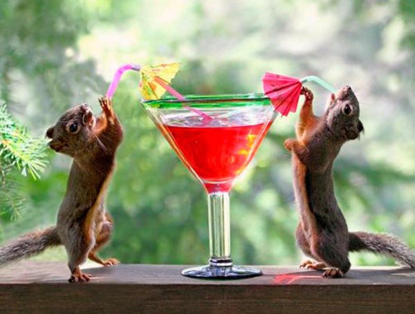 красивые коктейли