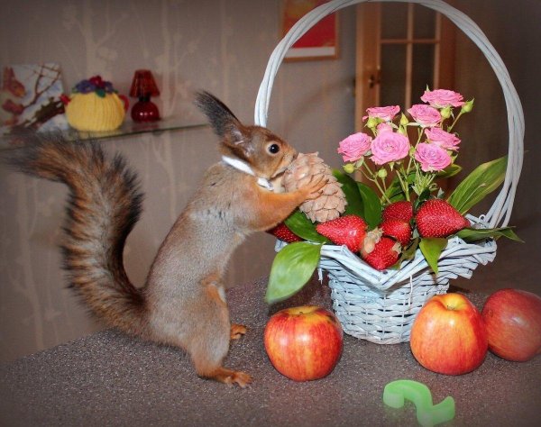 валентина говорушкина белки