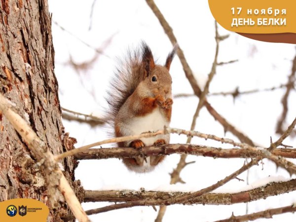 день белки 17 ноября