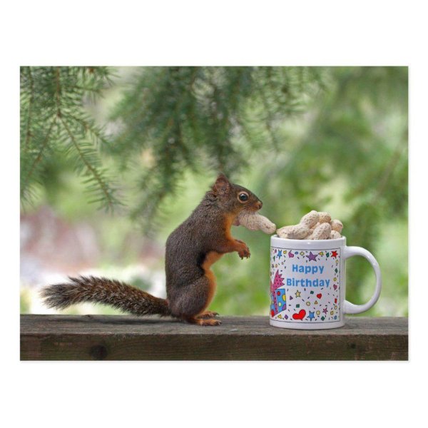 веселая белка