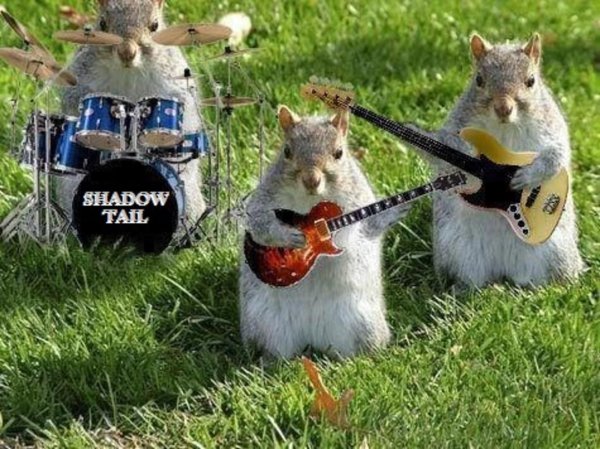 животное белка