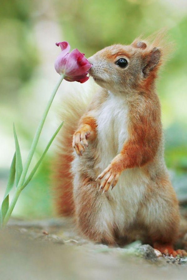 животное милое