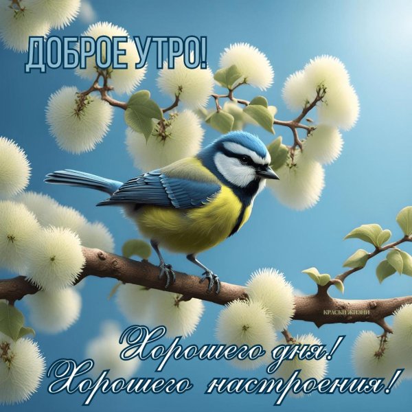 лазоревка синица