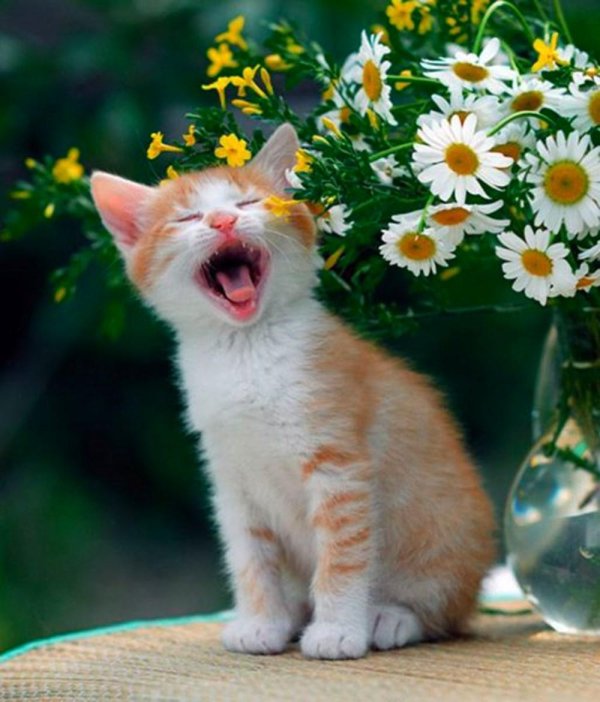 котенок в ромашках