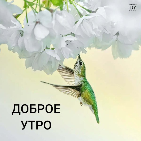 доброе утро весенние красивые