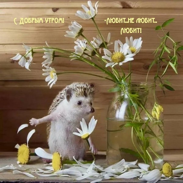 ежик с ромашками