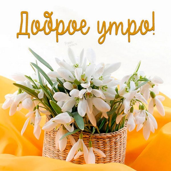 подснежник букет