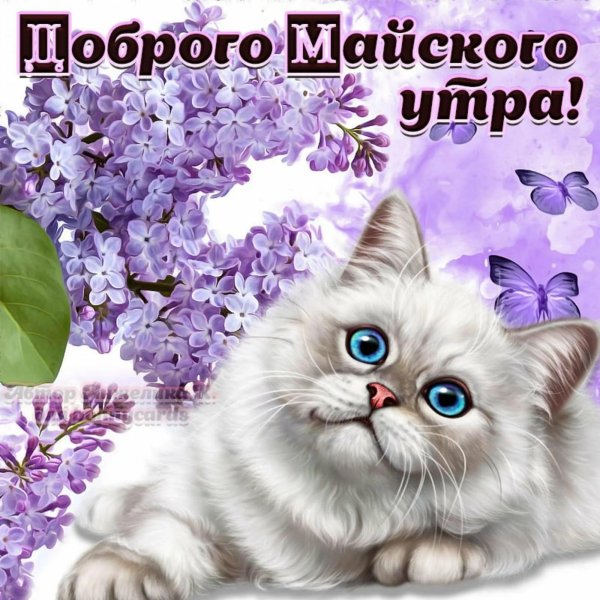 котики красивые