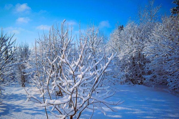 плодовые деревья зимой