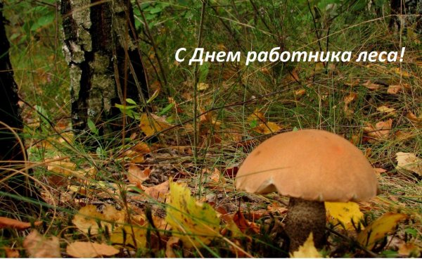 с днем работника леса