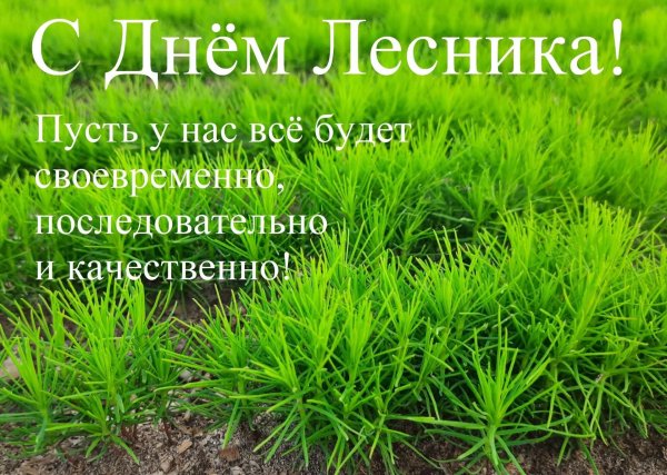 сеянец сосны