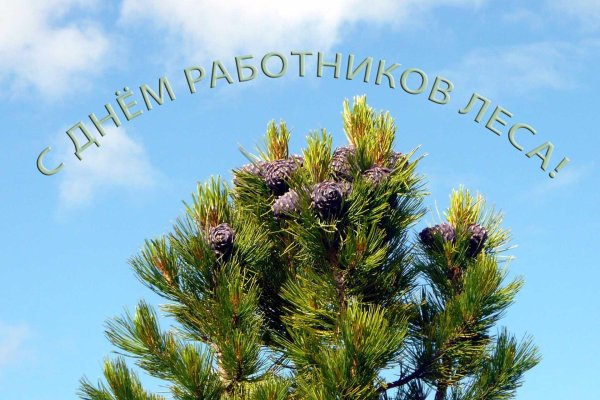 с днем работника леса