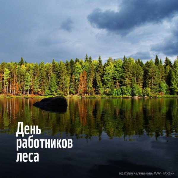 с днем работника леса
