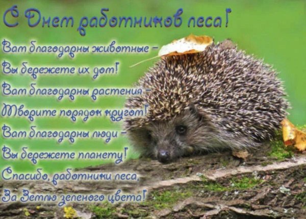 обыкновенный ёж