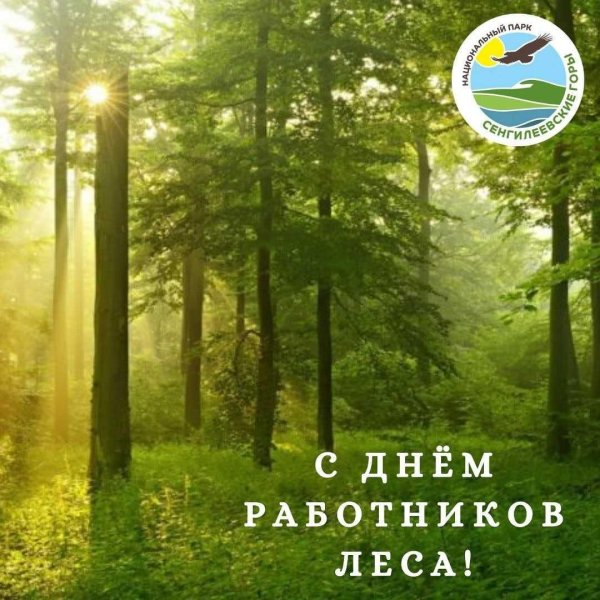 с днем работника леса