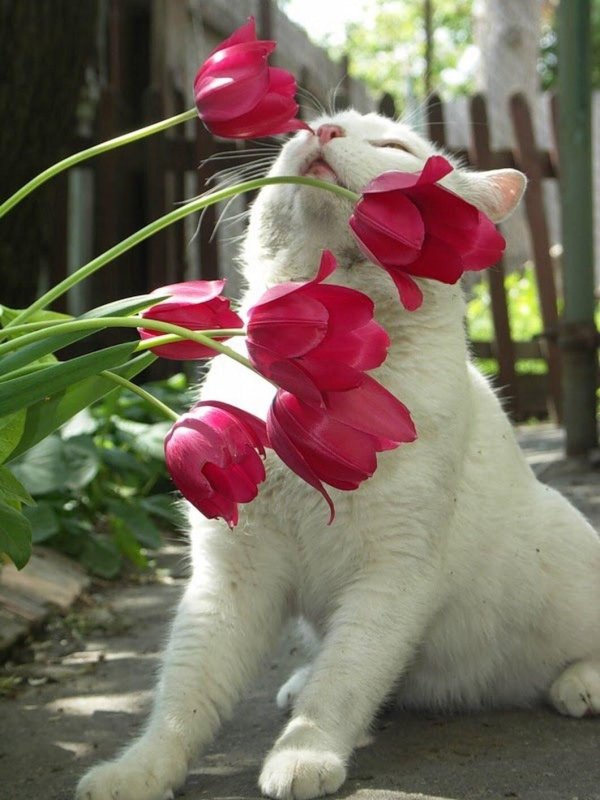 кошка в цветах