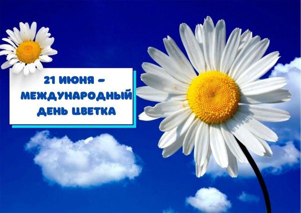 день ромашек 24 июня