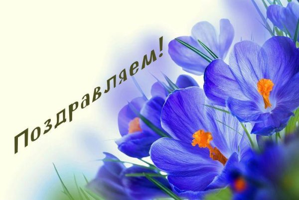 крокус цветок