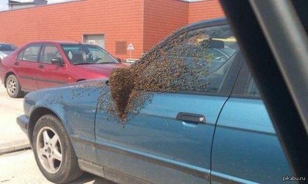 рой пчел