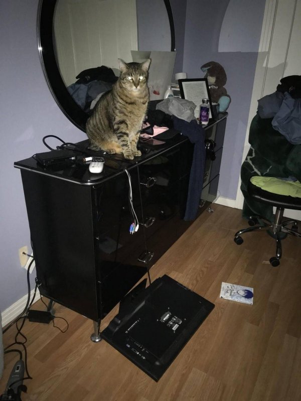 кошачий телевизор