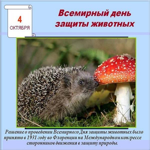 всемирный день животных 4 октября