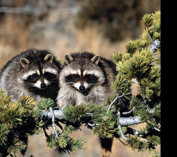 енот полоскун