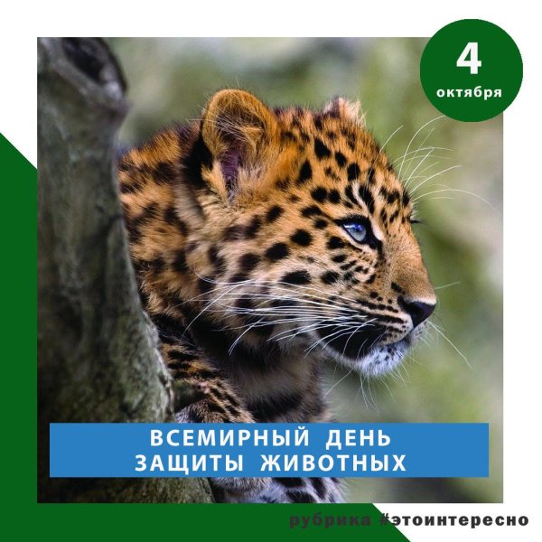 день защиты животных