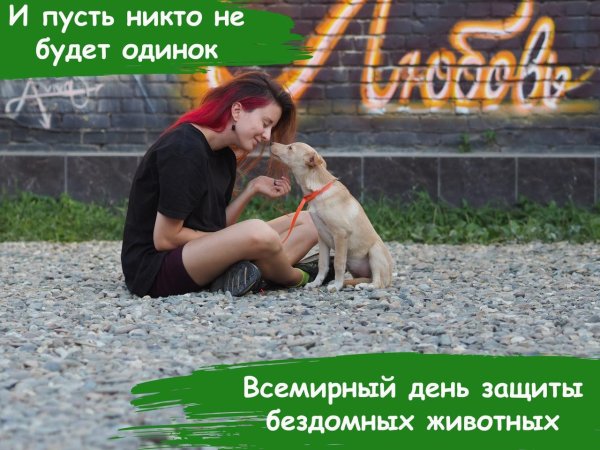 17 августа всемирный день бездомных животных