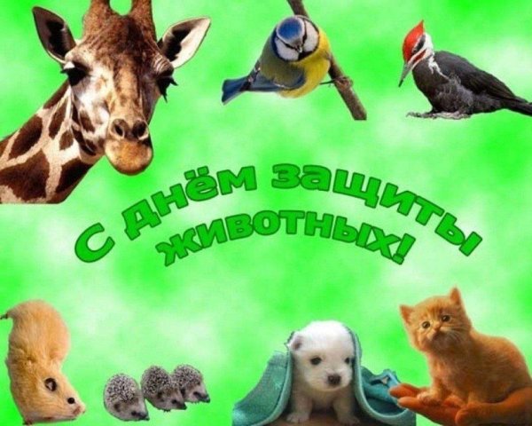 День защиты животных